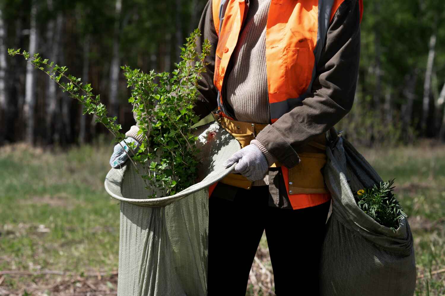 Best Tree Removal Contractors  in USA